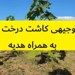 طرح توجیهی کاشت درخت پالونیا