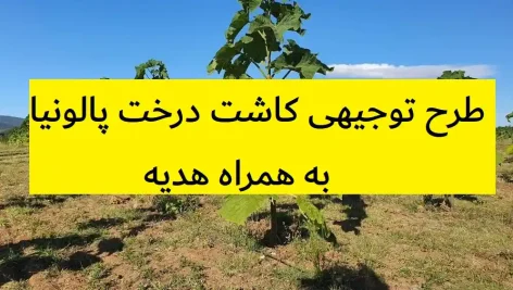 طرح توجیهی کاشت درخت پالونیا