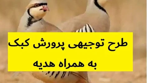 طرح توجیهی پرورش کبک