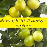 طرح توجیهی لایم کوات یا باغ لیمو ترش