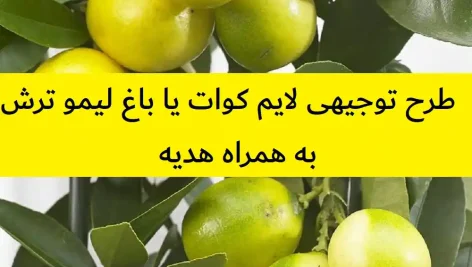 طرح توجیهی لایم کوات یا باغ لیمو ترش