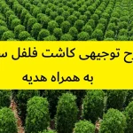 طرح توجیهی کاشت فلفل سیاه