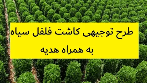 طرح توجیهی کاشت فلفل سیاه