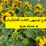 طرح توجیهی کاشت آفتابگردان