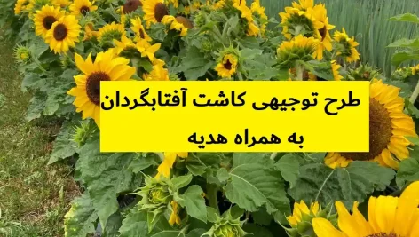 طرح توجیهی کاشت آفتابگردان