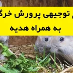 طرح توجیهی پرورش خرگوش