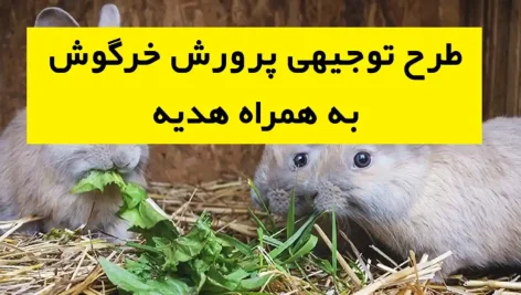 طرح توجیهی پرورش خرگوش