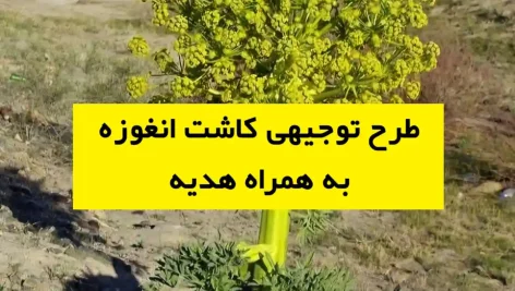 طرح توجیهی کاشت انغوزه