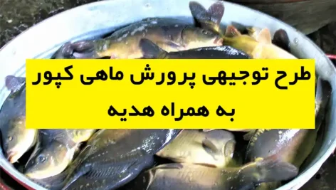 طرح توجیهی پرورش ماهی کپور