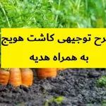 طرح توجیهی کاشت هویج