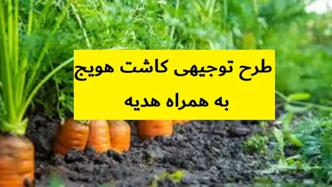 طرح توجیهی کاشت هویج