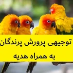 طرح توجیهی پرورش پرندگان زینتی