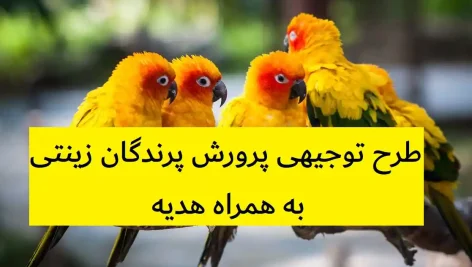 طرح توجیهی پرورش پرندگان زینتی