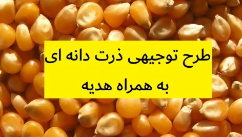 طرح توجیهی ذرت دانه ای