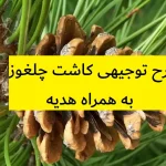 طرح توجیهی کاشت چلغوز