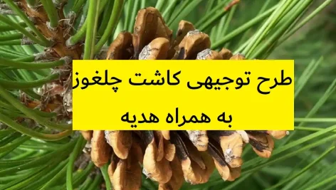 طرح توجیهی کاشت چلغوز
