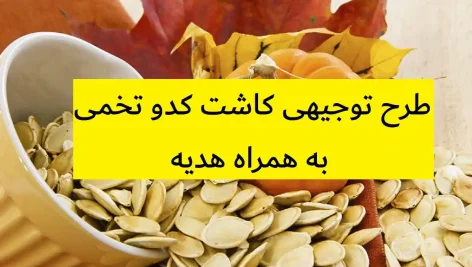 طرح توجیهی کاشت کدو تخمی