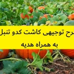طرح توجیهی کاشت کدو تنبل
