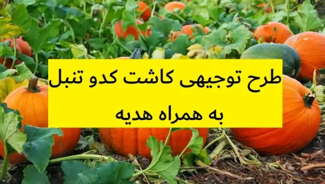 طرح توجیهی کاشت کدو تنبل