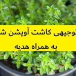 طرح توجیهی کاشت آویشن شیرازی