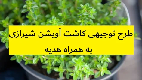 طرح توجیهی کاشت آویشن شیرازی