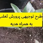 طرح توجیهی پرورش ثعلب