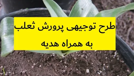 طرح توجیهی پرورش ثعلب