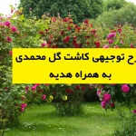طرح توجیهی کاشت گل محمدی