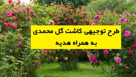 طرح توجیهی کاشت گل محمدی