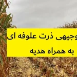 طرح توجیهی ذرت علوفه ای