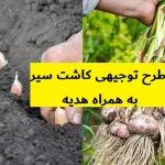 طرح توجیهی کاشت سیر