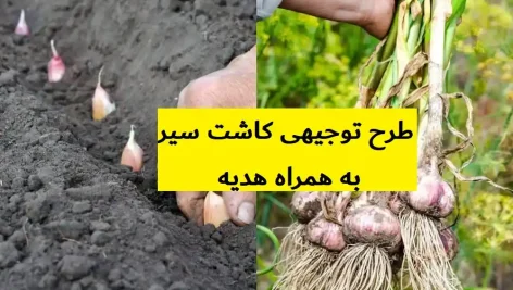 طرح توجیهی کاشت سیر