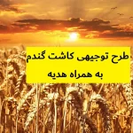 طرح توجیهی کاشت گندم