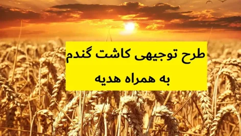 طرح توجیهی کاشت گندم