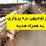طرح توجیهی بره پرواری