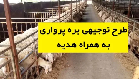 طرح توجیهی بره پرواری