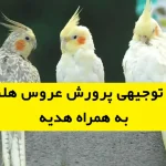 طرح توجیهی پرورش عروس هلندی