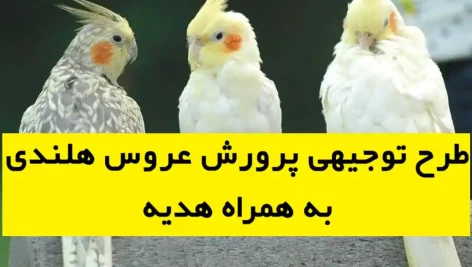 طرح توجیهی پرورش عروس هلندی