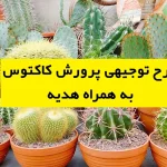 طرح توجیهی پرورش کاکتوس