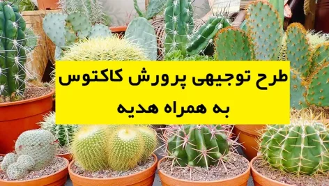 طرح توجیهی پرورش کاکتوس