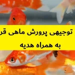 طرح توجیهی پرورش ماهی قرمز