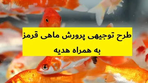 طرح توجیهی پرورش ماهی قرمز