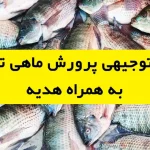طرح توجیهی پرورش ماهی تیلاپیا