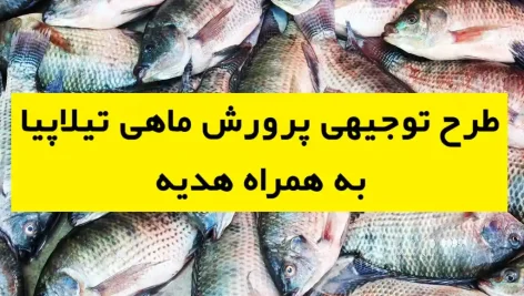 طرح توجیهی پرورش ماهی تیلاپیا