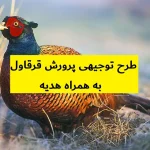 طرح توجیهی پرورش قرقاول
