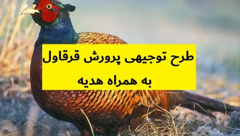 طرح توجیهی پرورش قرقاول