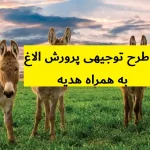طرح توجیهی پرورش الاغ