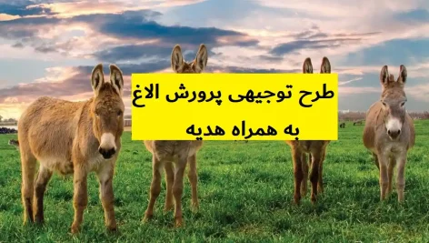 طرح توجیهی پرورش الاغ