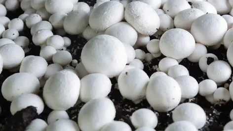 نکات مهم برای پرورش قارچ + راهکارها و اشتباهات