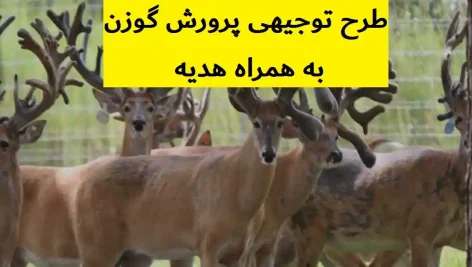 طرح توجیهی پرورش گوزن